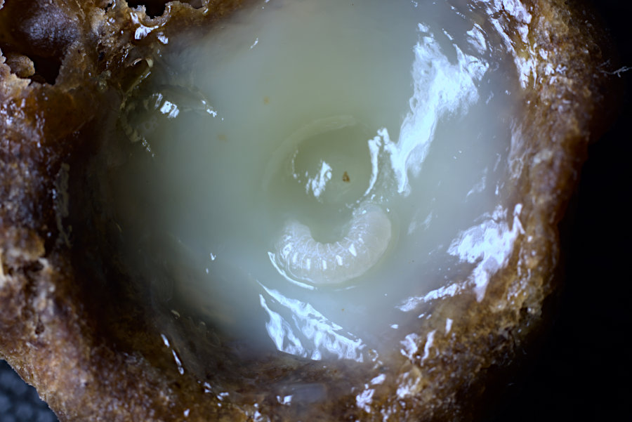 Cupolino reale con larva di regina su gelatina reale