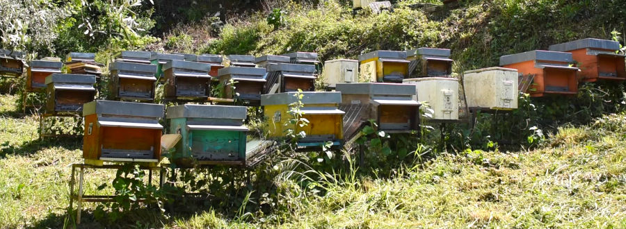 L'apiario dell'apicoltura Buonmiele