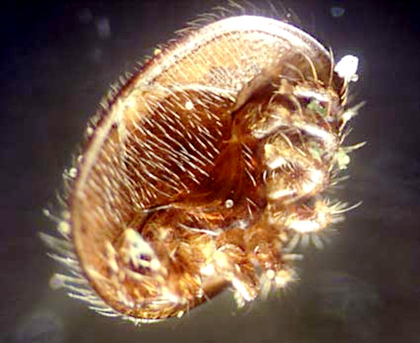 Immagine al microscopio a basso ingrandimento di Varroa