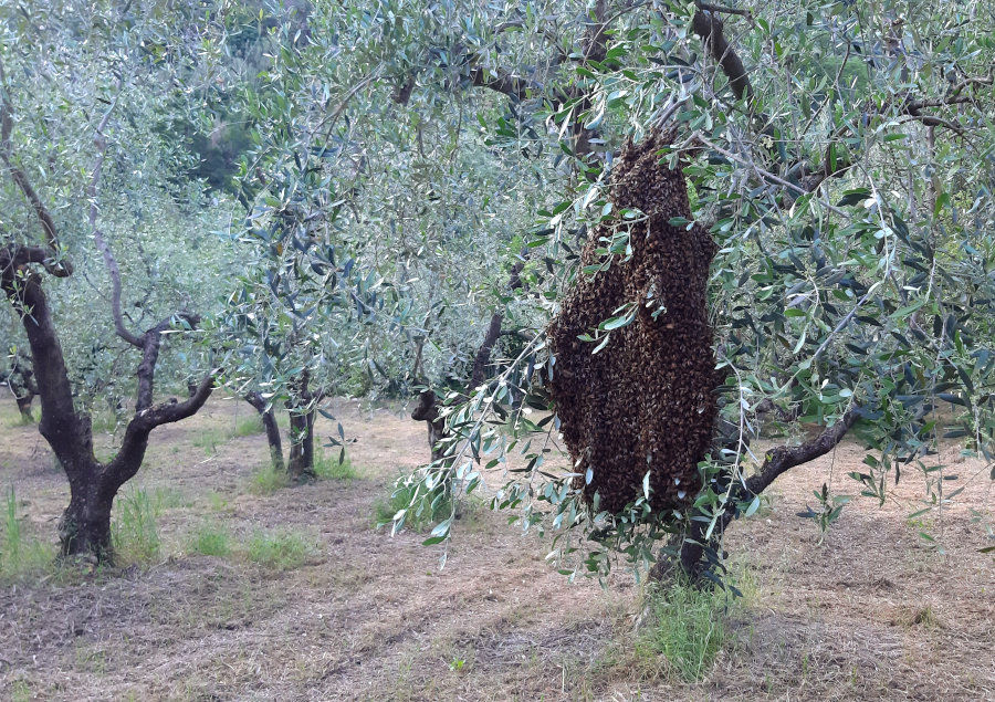 Sciame su albero d'olivo